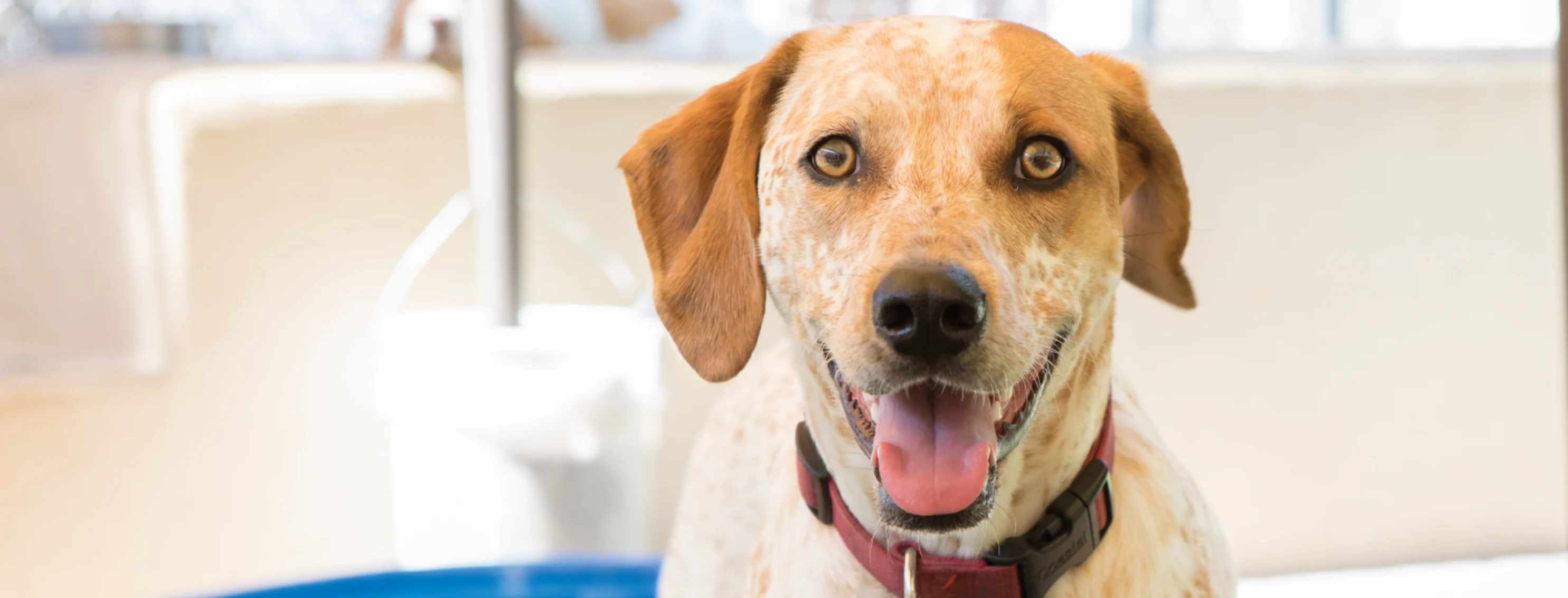 Dog looking at camera outside in daycare at Canine Country Club